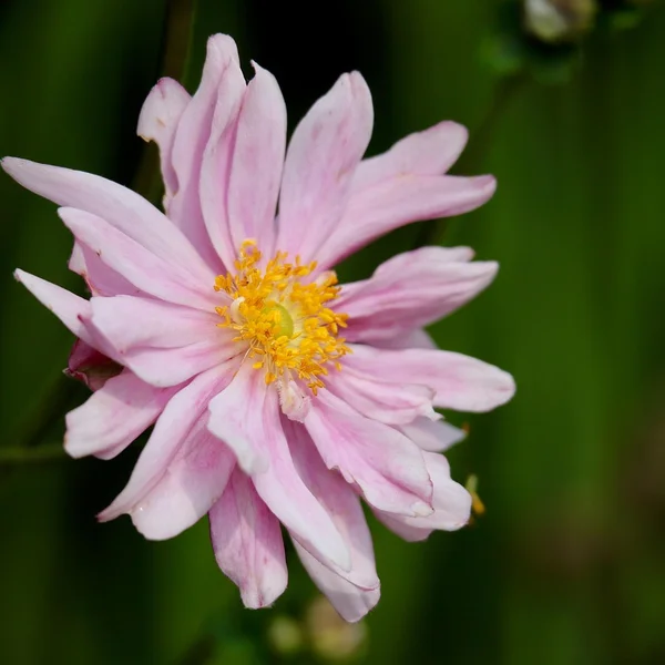 菠菜平台棋牌游戏